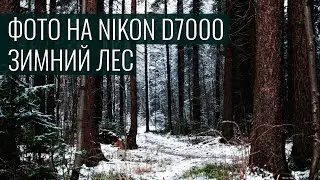 Зимний лес | фото на Nikon d7000