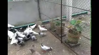 My Pigeons Part 12