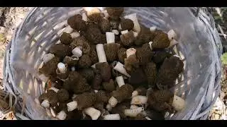 Сморчковая шапочка, строчки гигантские 2024.