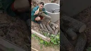 сколько лет  дереву ?? буратино ты где ?