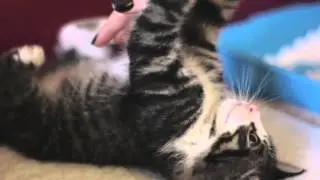 Cute New Kitten