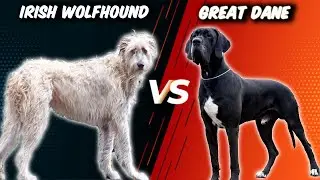 Irish Wolfhound VS Great Dane - Largest dog breeds Comparison