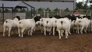 giant Dorper sheep - South African