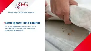 What Not To Do If You Have Bed Bugs!