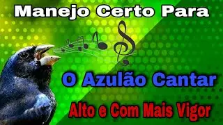 Como Fazer Para o Azulão Cantar Alto e Com mais Vigor Da Maneira Correta? \ Manejo Simples e Prático