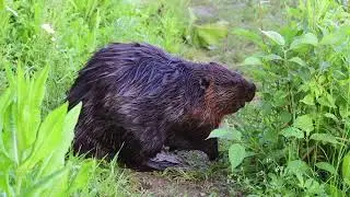 The World of the Beaver