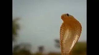 mongoose  and snake fight story| Extinct Animals | mongoose and snake poision | snake bite