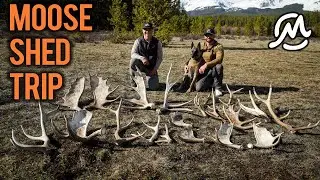 LOOKING FOR MOOSE ANTLERS | #SHEDCRUSH EP6