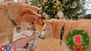 So Looking forward to this time of the day! 🎁🎉- Advent Calendar Day 9
