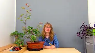 Бонсай из яблони (ч.5).
