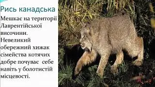 світ Північної Америки