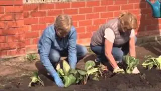 Как разбить цветник самым простым способом