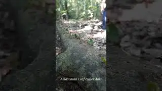 Leaf-cutter ants from the Amazon