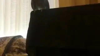 Говорящий попугай,Тимоша