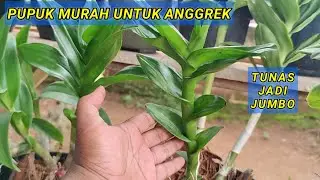 PUPUK MURAH UNTUK ANGGREK DI DESA, HASILNYA LUWAR BIASA.
