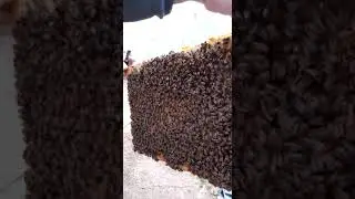 Бакфаст посыпался! и что делать дальше?