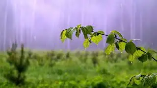 Rain in the forest, rain sounds. 8 hours sleep. Soothing rain, ASMR ☔