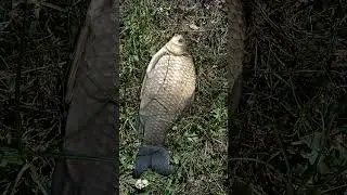 Лопата🤣👍💪🎣
