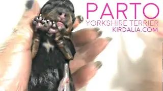 Pregnancy and childbirth of dog yorkshire toy