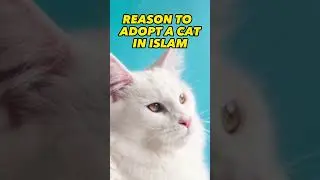 REASON TO ADOPTED CAT IN ISLAM 👍👍👍