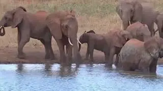 TEMBEA KENYA😊😊😊 OLPEJETA MAASAI MARA NA AMBOSELI