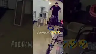 Любимые котята😹 