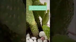 Interesting facts about Bunny Ears Cactus