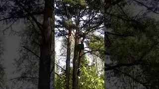 В КАКИЕ ЛОВУШКИ ЛУЧШЕ ЛОВИТЬ РОИ! 18 августа 2020 г.