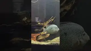 Jumbo Size Cichlid Fish💓😍#shorts