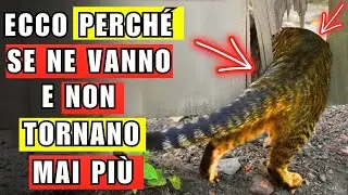 Ecco perché i gatti se ne vanno e non tornano più