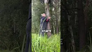 Дерево нечистый Силы