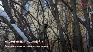 КРТВ. «Покормите птиц зимой!»