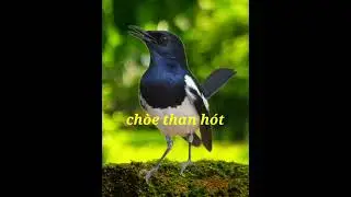 tiếng chòe than già rừng hót kích mồi tập bổi cực chuẩn