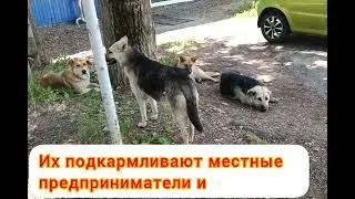 От чего бывают собаки кусачими?