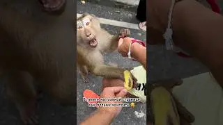 Решил угостить макакена бананом 😳