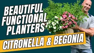 Beautiful Functional Planters - Citronella & Begonias