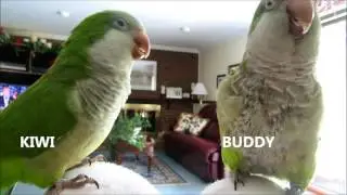 Kiwi Beatboxing and Buddy Dancing