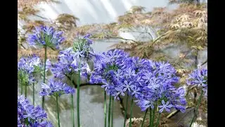 55. Agapanthus and a World on (Transformative) Fire