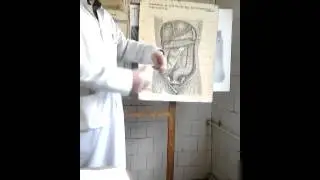 Топографическая анатомия брюшной полости