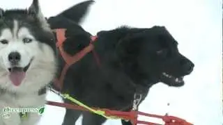 Хаски патрулируют леса