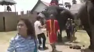 How to feed an Elephant