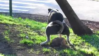 el perro de mierda - cerro Condell