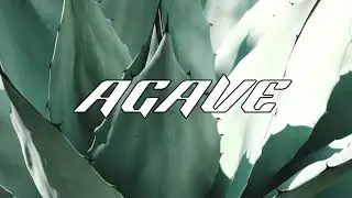 Guaynaa x Calle 13 x Maluma x Brray Type Reggaeton/Cumbia Beat - "AGAVE" -| Reggaeton Beat 2024 |-