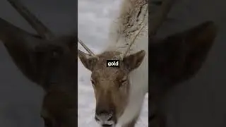 Reindeer facts you didn't know #reindeer #reindeers #animals #animalfacts