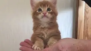 Помёт C. Кошка Мейн Кун родила 5 котят. Все мальчики !!!!!!!