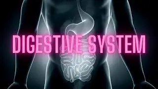 🍖 Code Breaker Chronicles How it Works: Digestive System 🍤