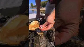 Making Money Finding Pearls in Clams