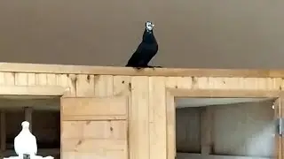 Малыш забивается!
