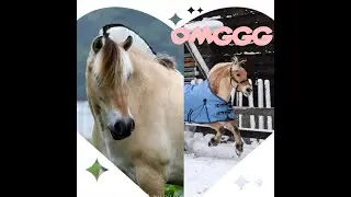 Voor 1 dagje een fjord?!!