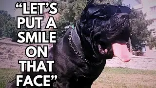 THE KING'S ON FIRE / CANE CORSO